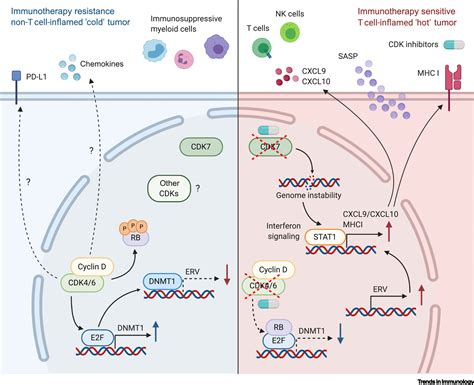 Cell Cycle Regulation Meets Tumor Immunosuppression Trends In Immunology