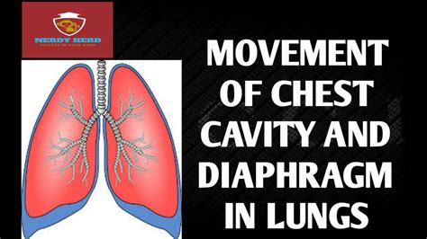 Breathing Mechanism In Humans Breathing In Breathing Out Role Of