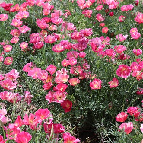 California Poppy Seeds Rose Chiffon Fontana Seeds