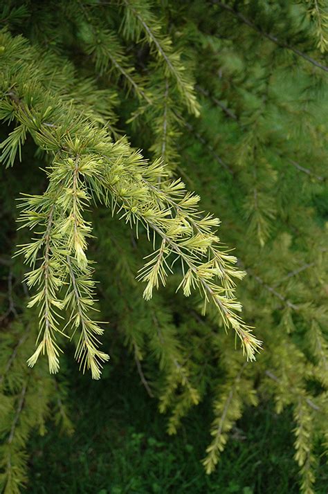 Gold Cone Deodar Cedar Cedrus Deodara Gold Cone In Long Island