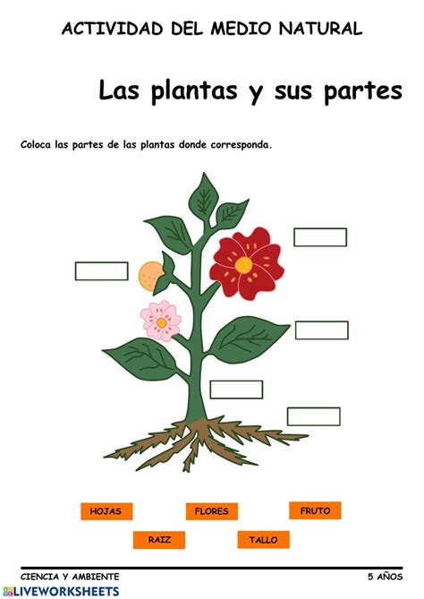 Partes De La Planta Y Sus Funciones 66 Jugadas Quizizz