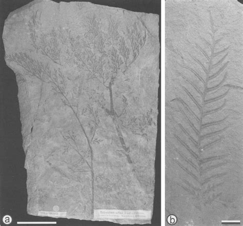 Carboniferous Plant Fossils In The Hugh Miller Collection A Nms