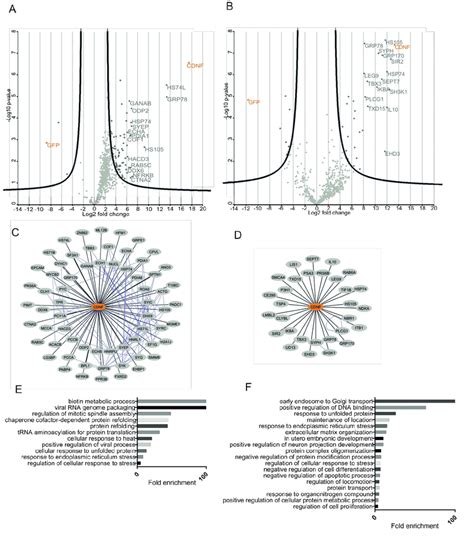 Cdnf Interactome In Hek And Ins Cell Lines Expressing Sh Cdnf