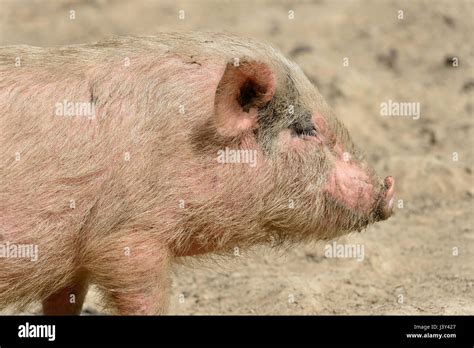 Perfil De Cerdo Fotograf As E Im Genes De Alta Resoluci N Alamy