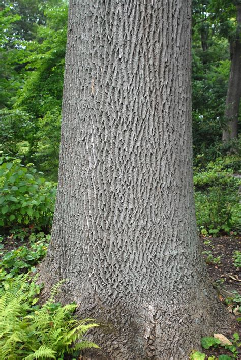 Fraxinus americana (American Ash, White Ash) | North Carolina Extension ...