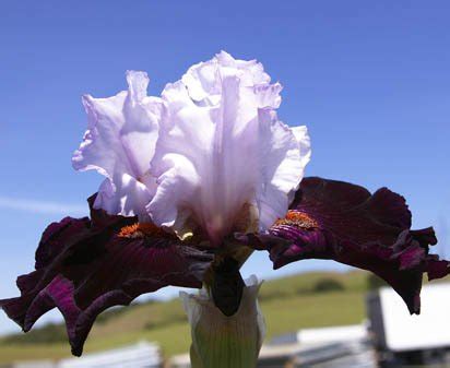 Starring Tall Bearded Iris Nola S Iris Gardens