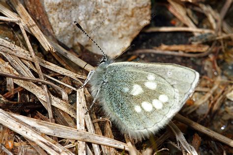 Heller Alpen Bl Uling Bild Bestellen Naturbilder Bei Wildlife Media