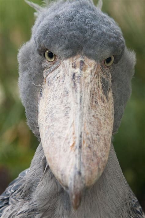 Shoebill Balaeniceps Rex Stock Photography Image 18430902