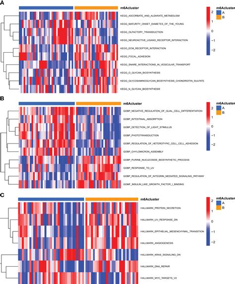 Frontiers Comprehensive Analysis Of M6a Rna Methylation Modification