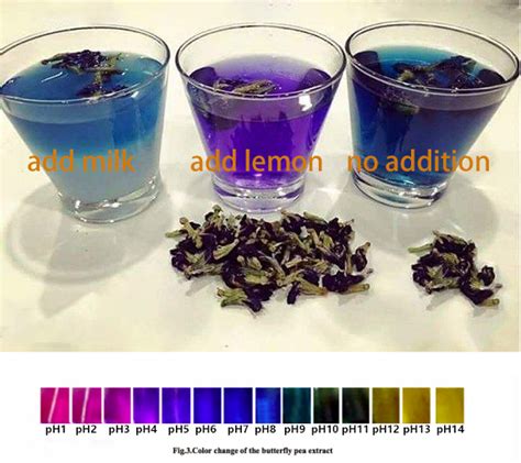 How To Use Blue Butterfly Pea Powder YanggeBiotech