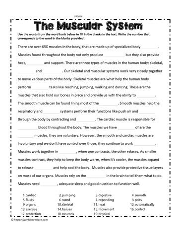 Muscular System Activity Sheet