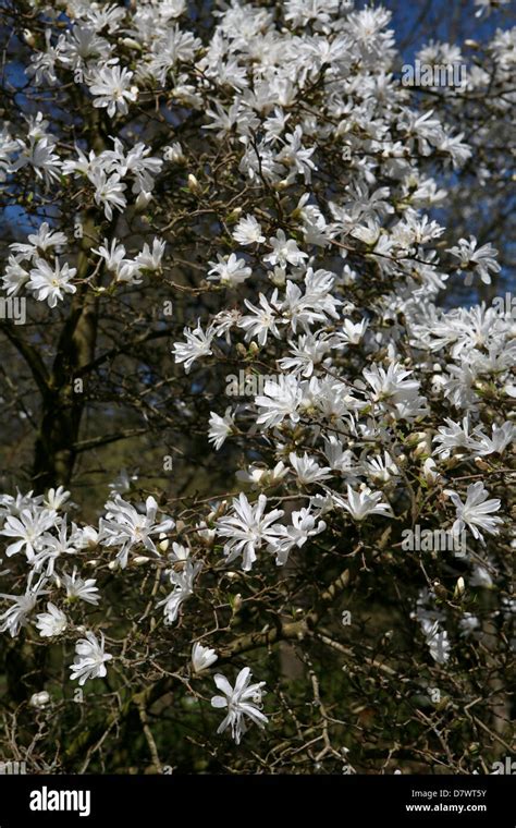 Star Magnolia Tree Magnolia Stellata In Flower Stock Photo Alamy
