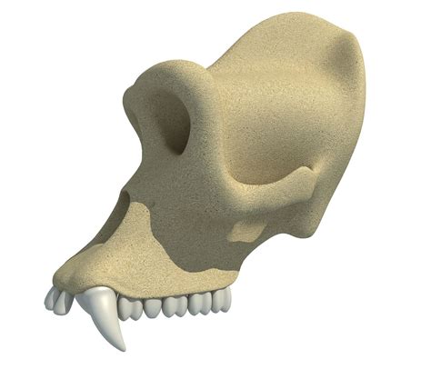 Череп гориллы 3D Модель $49 - .3ds .c4d .lwo .max .obj .xsi - Free3D