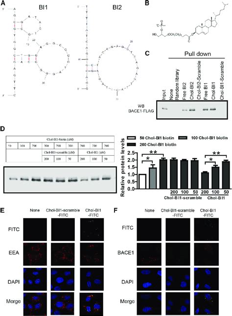 Dna Aptamers Interact With Bace A Diagram Showing The Predicted