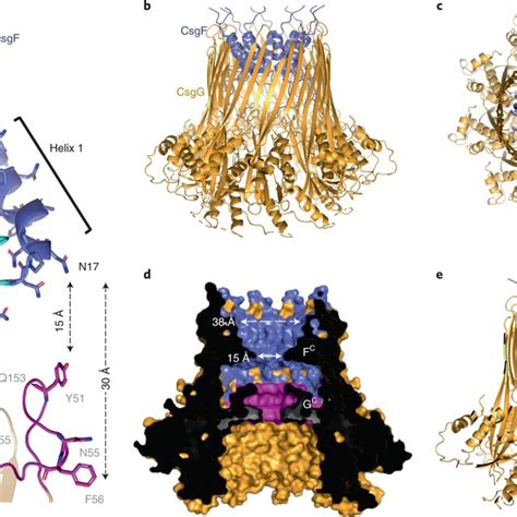 Homopolymer base calling by a prototype CsgG–FCP nanopore a, Overlaid ...