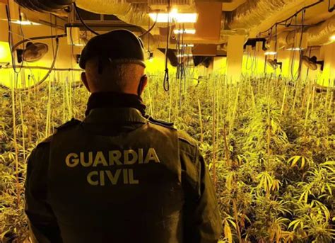 La Guardia Civil Incauta 839 Plantas De Cannabis Sativa