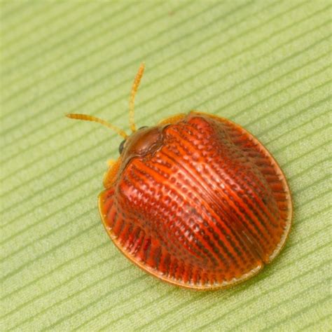 Leaf Beetles Subjects Nature Closeups