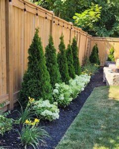 Emerald Green Arborvitae Spacing and Growth Rate