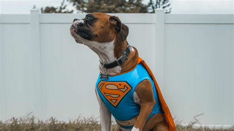 Consejos Para Disfrazar A Tu Perro Para Halloween De Forma Segura