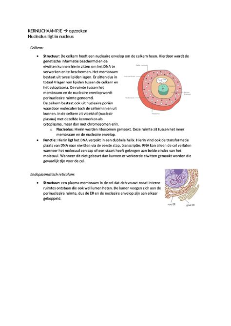 Gnk Groei En Ontwikkeling Kernlichaampje Opzoeken Nucleolus