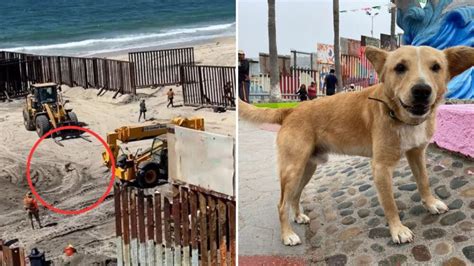 EEUU deporta un perrito que cruzó la frontera con decena de migrantes