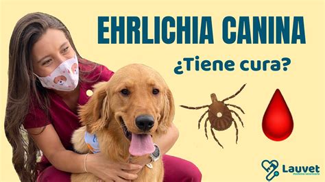 EHRLICHIA CANINA Síntomas Prevención y Tratamiento Lauvet YouTube