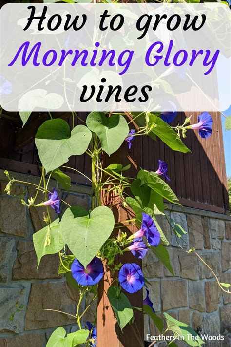 How To Grow Morning Glories Artofit