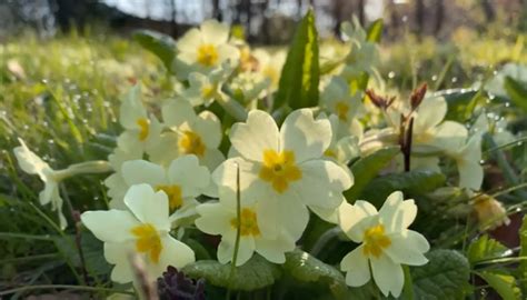 The Beauty of Primrose Flowers: A Delicate and Cheerful Addition to Any Garden - The Pakistan ...