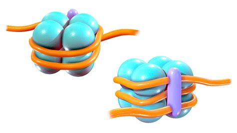 Histone Structure - FlippedNormals