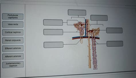 Solved Peritubular Capillaries Vasa Recta Cortical Nephron Chegg