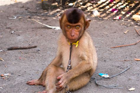 Baby Pigtail Macaque
