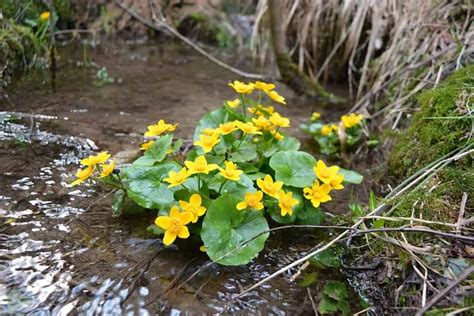 Secrets To Growing Lush Marsh Marigolds 12 Step Guide