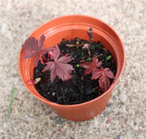 Growing Japanese Red Maple Bonsai From Seed A How To Guide