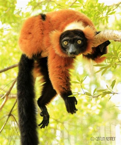 Red Ruffed Lemur Lemur Conservation Network