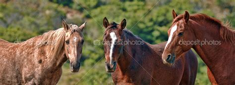 American wild mustang horses Stock Photo by ©alancrosthwaite 14074286