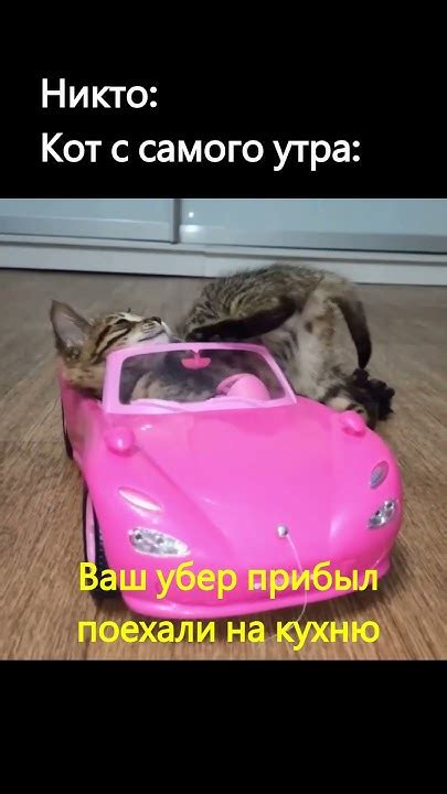 Поехали на кухню. #кот #мем #юмор #funnyvideo - YouTube