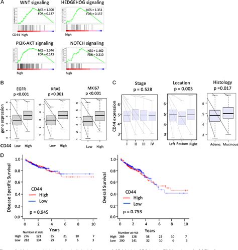 Figure 1 From Clinical Relevance Of Stem Cell Surface Markers Cd133 Cd24 And Cd44 In