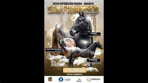 XXVIII EXPOSICION EQUINA GRADO B SAN FRANCISCO DIA 2 PASO FINO