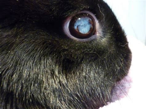 Eye Cataract 02 In Rabbits Lapis Vetlexicon