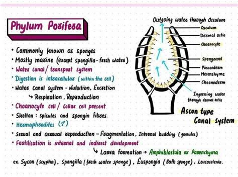 Phylum Porifera Commonly Known As Sponges Mostly Marine Except Spong