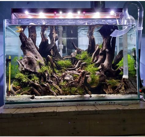 Semua Tentang Aquascape Cara Membuat Aquascape Untuk Pemula Dan Murah