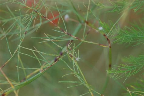 Disease Of Asparagus In Oklahoma Oklahoma State University