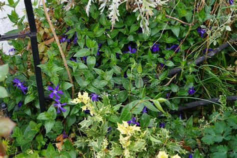 Osmanthus Heterophyllus Tricolor And Blue Flowers Of Vinca Minor In The