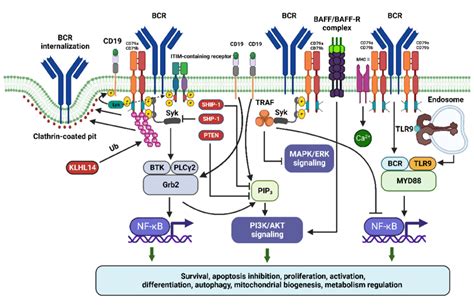 The Role Of Cd79acd79b In B Cell Receptor Signaling In Normal B Cells Download Scientific