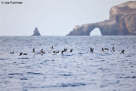 Black Vented Shearwater Joe Fuhrman Photography