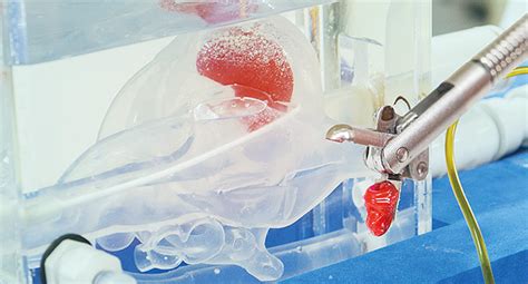 Myocardial Biopsy Model Heartroid