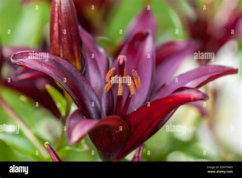 'Landini' Asiatic Lily, Asiatlilja (Lilium hybrid Stock Photo - Alamy