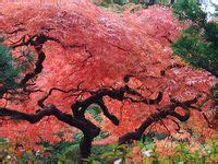 100 Japanese Maple Fall Color ideas | japanese maple, maple falls ...