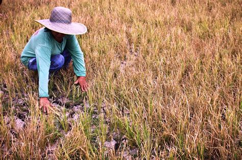 Mabuhay Online Palayan Sa Bulacan Natutuyo