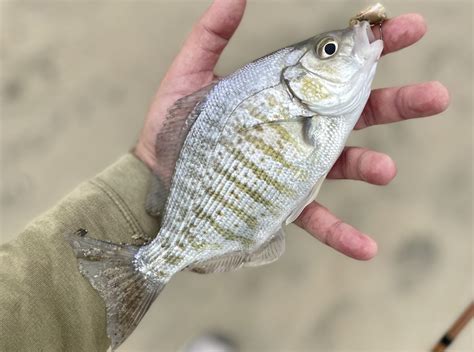 Surf Fishing Tips To Catch More Surfperch On The West Coast This